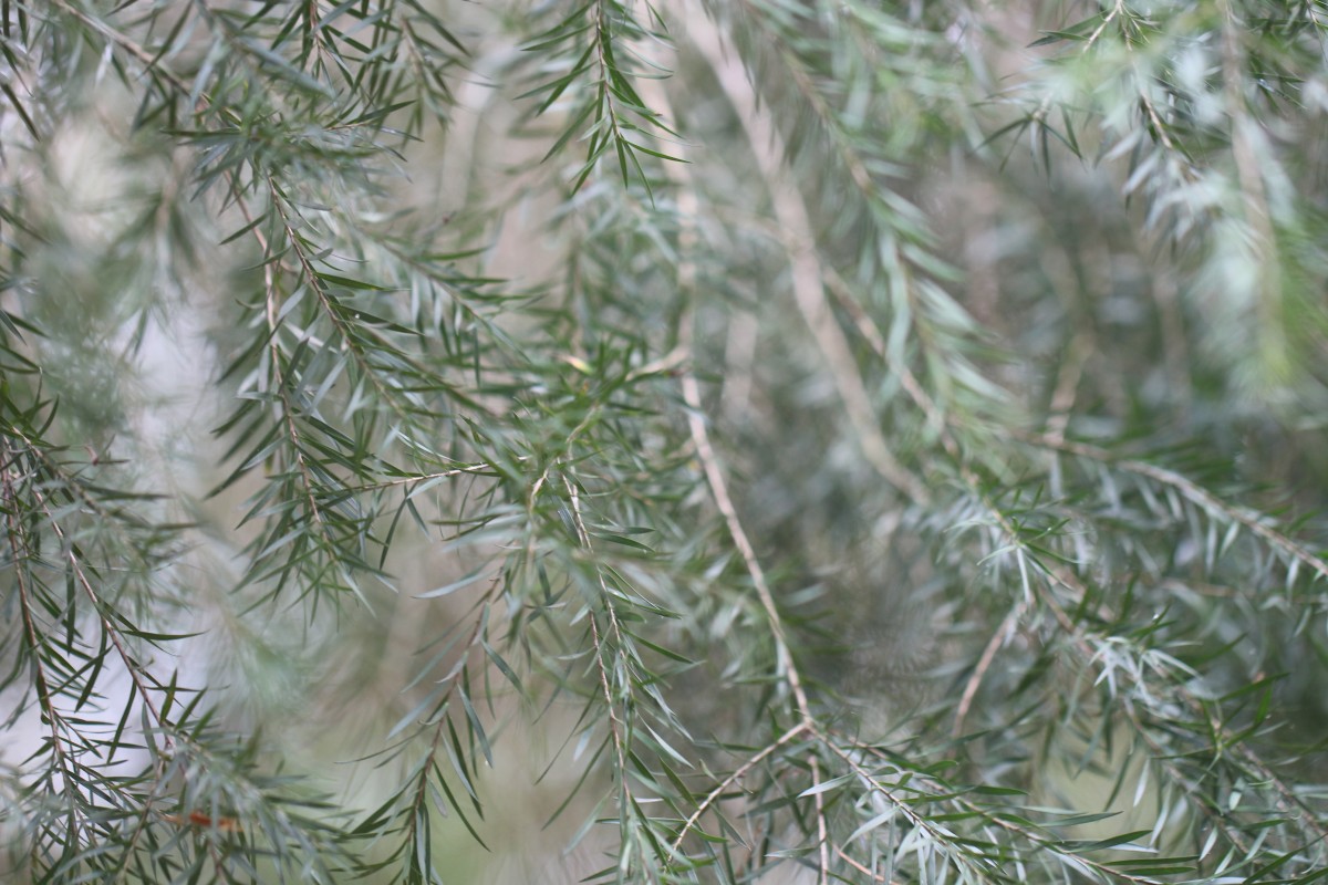 Melaleuca linearifolia (Link) Craven